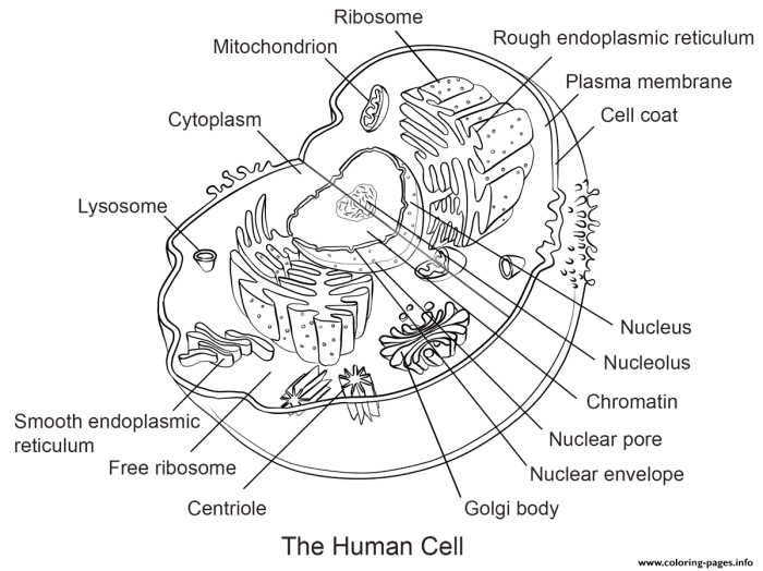 Animal cell diagram coloring