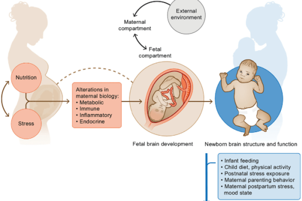 Pregnancy maternal allergy diet effects development during children patients