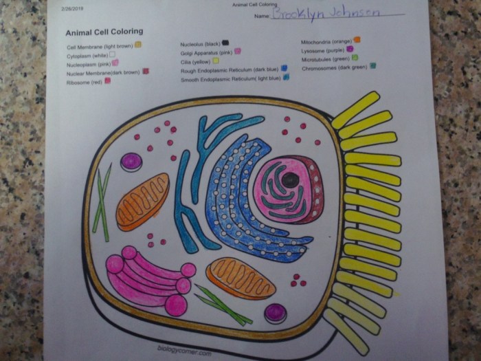 Animal cell coloring guide answer key