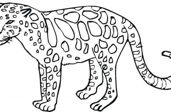 Wild animals coloring pages