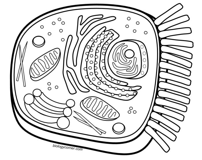 Coloring the cell animal and plant