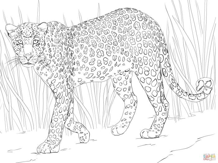 African safari animals coloring pages