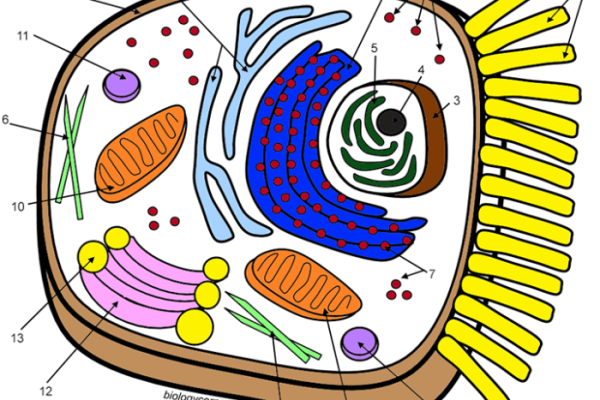 Animal cell diagram coloring