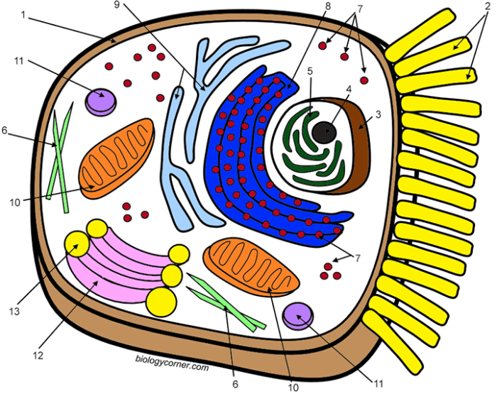 Animal cell diagram coloring