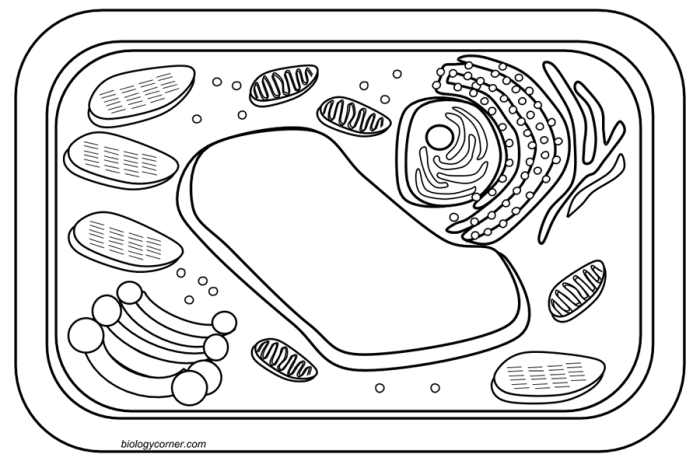 Coloring the cell animal and plant