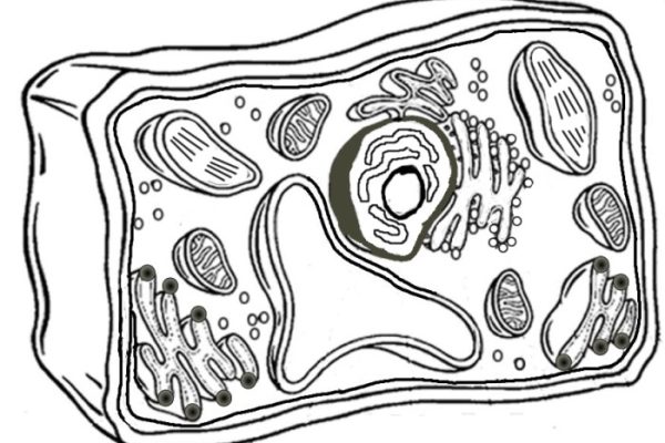 Coloring the cell animal and plant