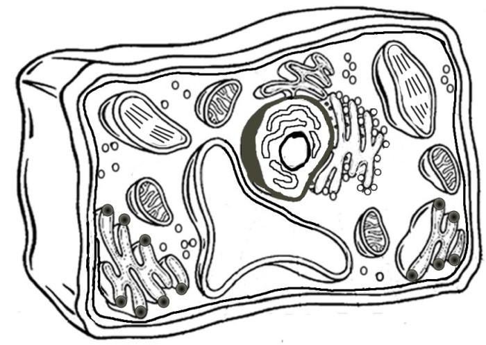 Coloring the cell animal and plant