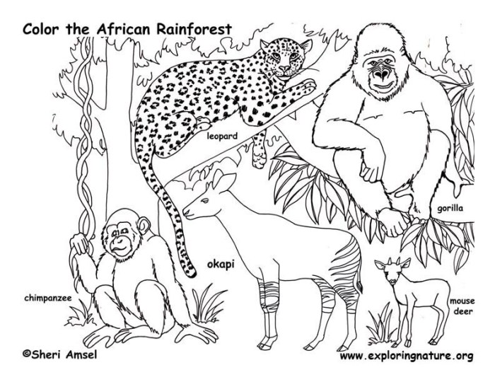 Coloring pages for rainforest animals