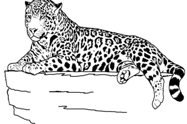 Pictures of animals for coloring