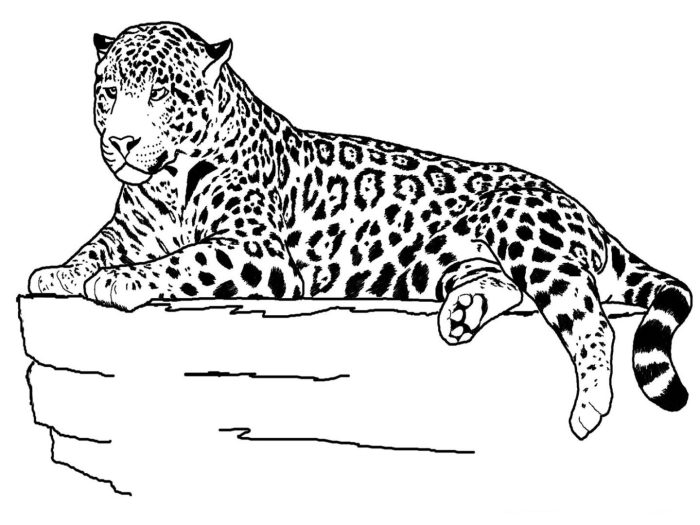 Coloring book images of animals