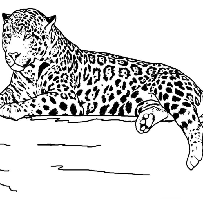 Realistic coloring pages of animals