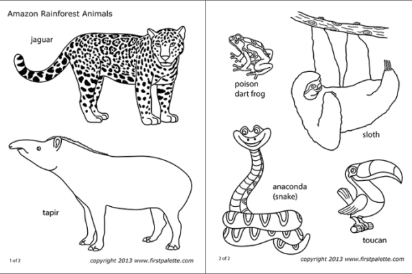 Coloring pages for rainforest animals