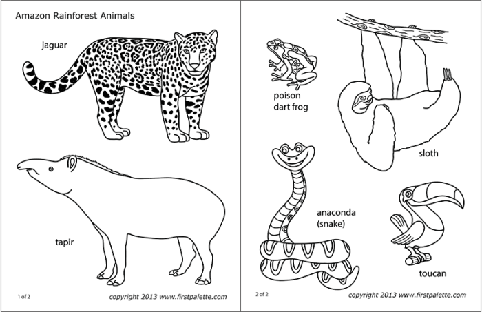 Coloring pages for rainforest animals