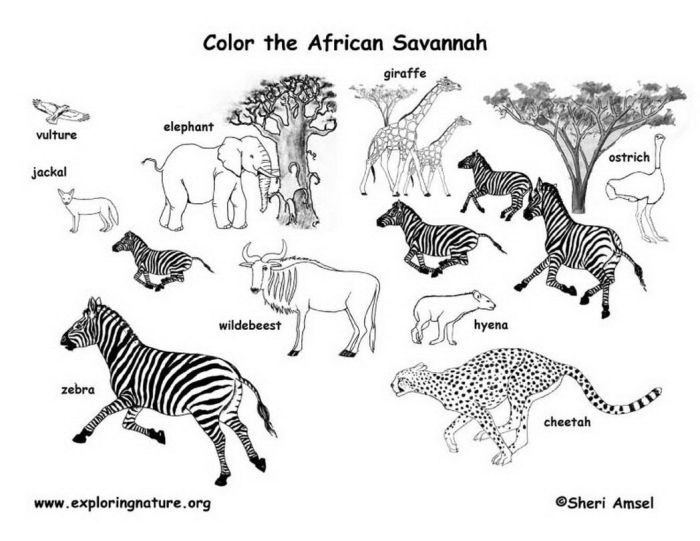 African safari animals coloring pages